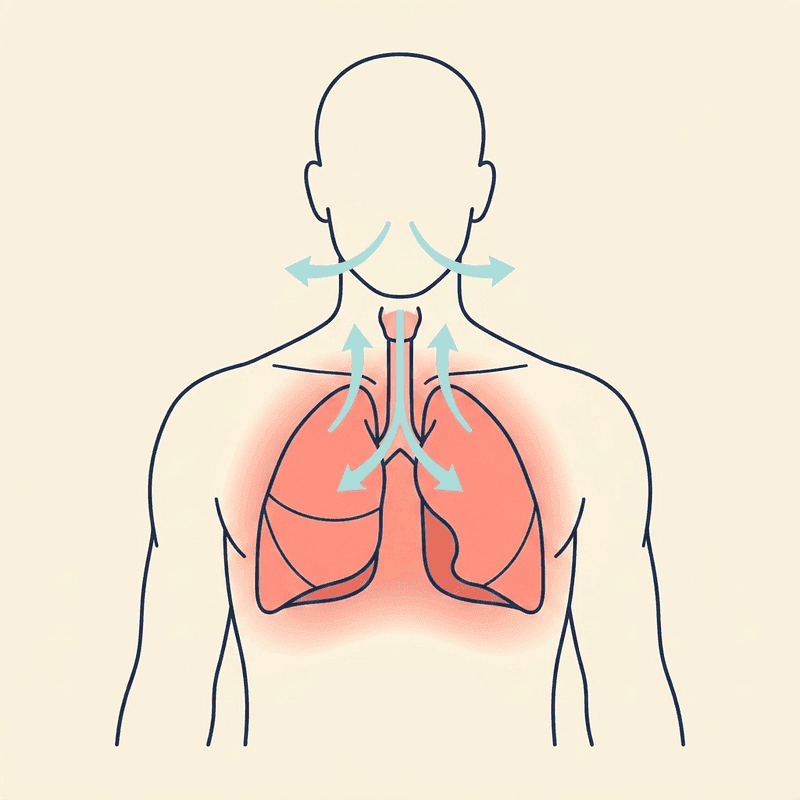 Anatomie-Illustration: Brustkorb und Atmung